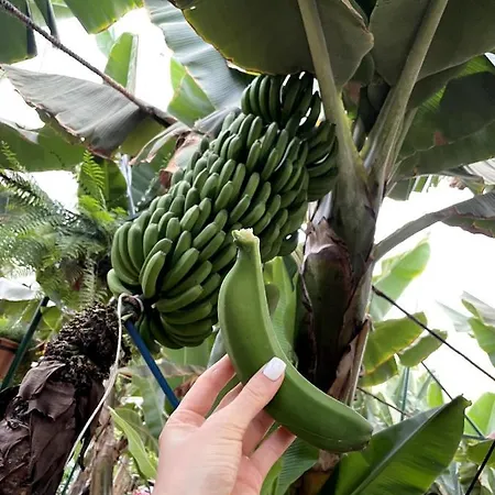 Ferienhaus Sunningdale Village Golf Del Sur San Miguel de Abona