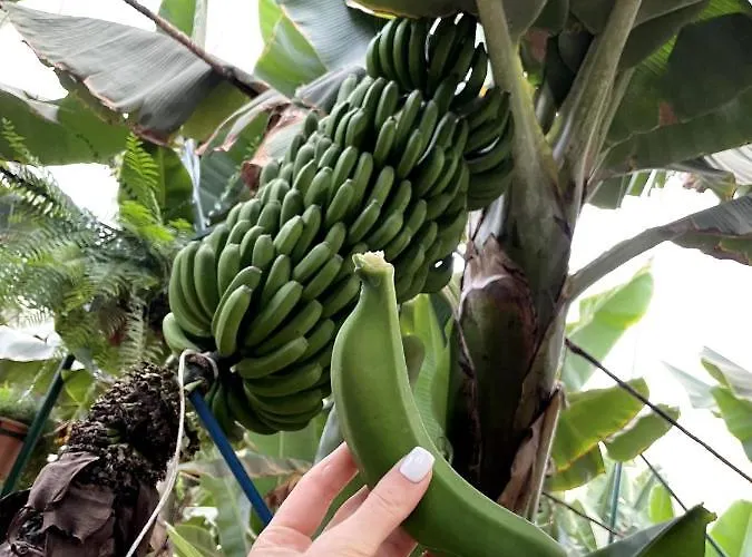 Nyaraló Sunningdale Village Golf Del Sur San Miguel de Abona